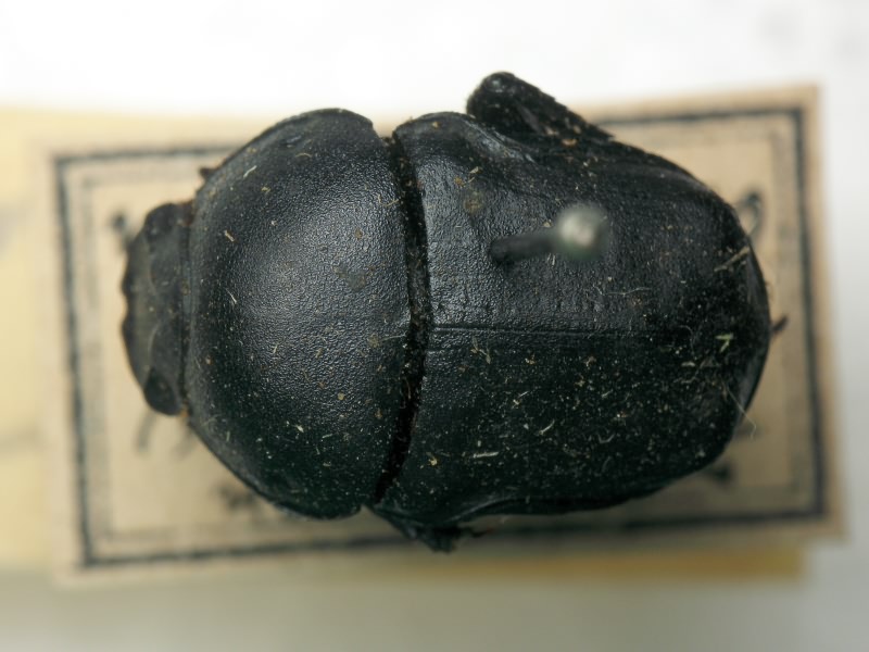 Gymnopleurus mopsus (Pallas, 1781)